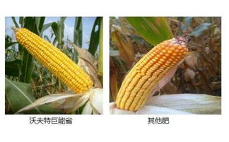 减量增效助力质量兴农 沃夫特巨能省25 10 50创新产品全球首发