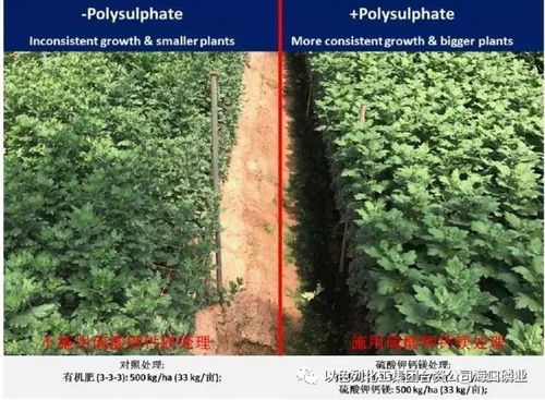 以色列化工集团新型肥料 硫酸钾钙镁,菊花施用效果显著