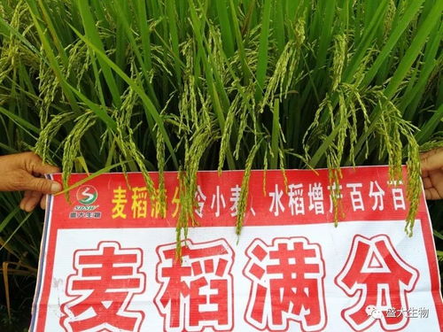 盛大生物微肥十周年暨新型肥料五周年庆典 2018新品‘麦稻满分’营养创新高产套餐与增效剂抢先看