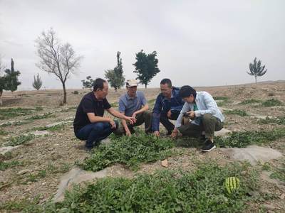 东西部科技合作 力促宁夏现代农业绿色高效发展——新型肥料增效剂的应用与前景