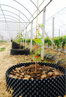 纳丰源γ-生物增效因子 新型缓释肥料增效剂的科技先锋